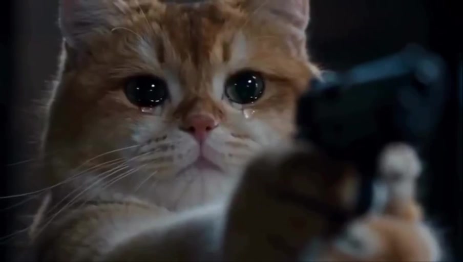 Cat Tears